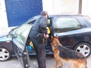 Cane antidroga
