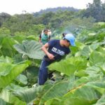 Agronomo