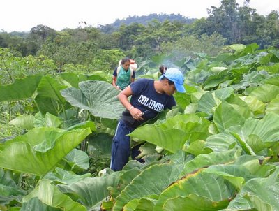 Scoperto agronomo evasore per 250 mila euro
