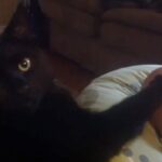 Il gatto che coccola il bambino