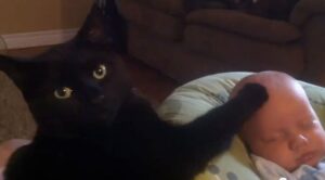 Il gatto che coccola il bambino