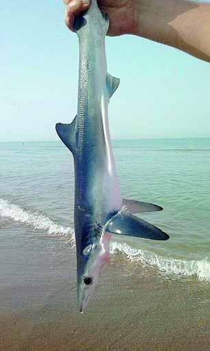 Piccoli squali al largo di Macconi, a Marina di Acate