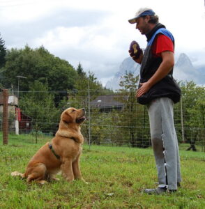 Educare il cane