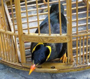 Uccello in gabbia