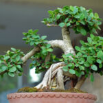 Bonsai