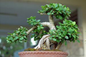 Bonsai