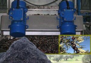 Scarti lavorazione olive