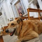 Il cane Italo