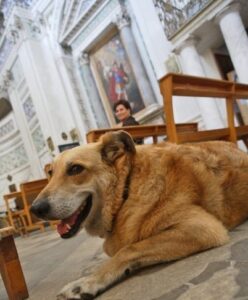 Il cane Italo