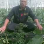 La marjuana tra le melanzane