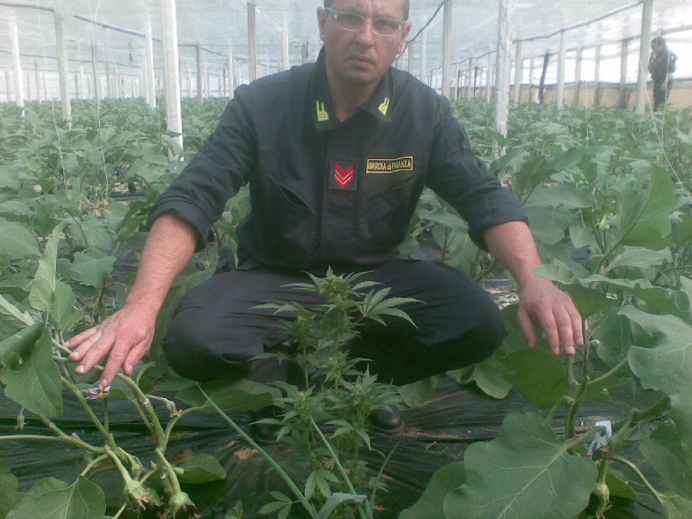 Acate, la marjuana tra le melanzane Acate, la marjuana tra le melanzane