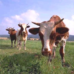 Sventato un abigeato a Santa Croce