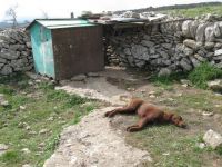 La Lav denuncia: cani avvelenati a Chiaramonte Gulfi