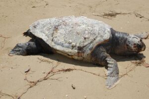 Una caretta caretta
