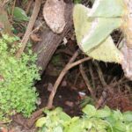 La droga sequestrata