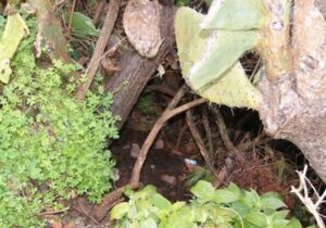 La droga sequestrata