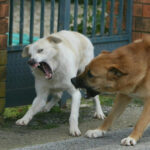 Cani ringhianti