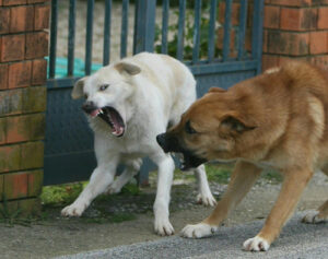 Cani ringhianti