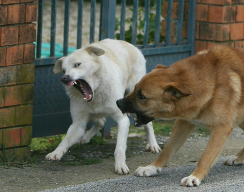 Comiso, bimbo aggredito dai cani
