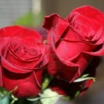 Rose al Tribunale