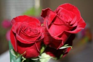 Rose al Tribunale