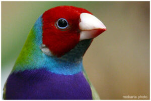 Un diamante di Gould