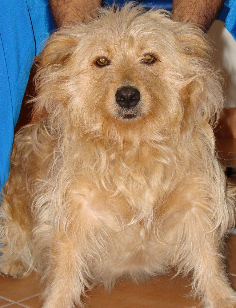 Il cagnolino abbandonato