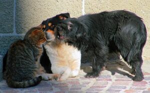 Diritti degli animali