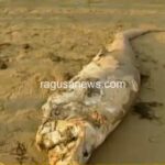 Squalo Capopiatto a Santa Maria del Focallo