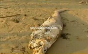 Squalo Capopiatto a Santa Maria del Focallo