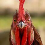 Gallo