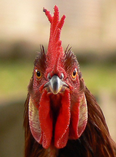 Il 17 agosto a Chiaramonte la Sagra del Gallo