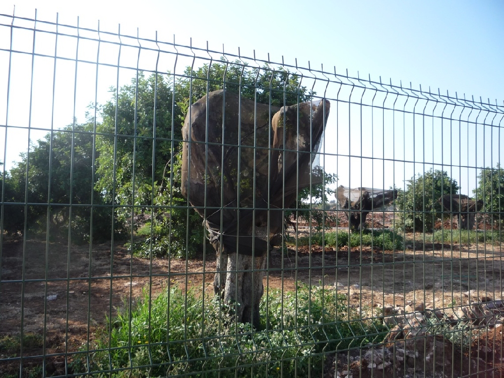 I carrubi rinati dalla speculazione dei pannelli solari, a Santa Croce