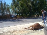 Acate, moto contro gregge, ferito motociclista, morte tre pecore