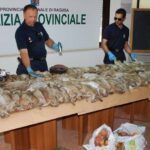 91 conigli uccisi
