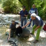 Liberazione anguille