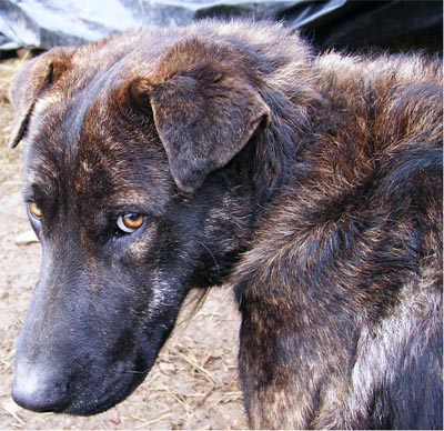 Aiutiamo i cani del canile a divertirsi