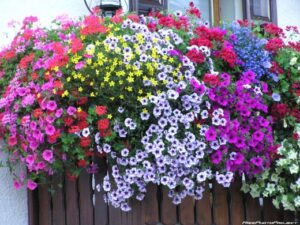 Balcone fiorito