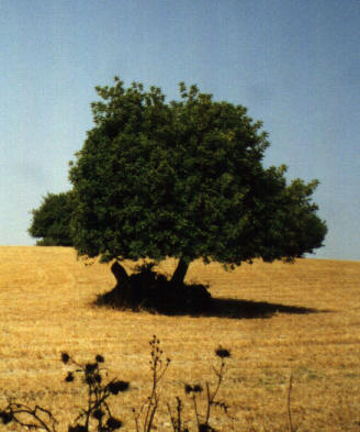 A Santa Croce al posto dei carrubi un impianto fotovoltaico