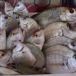 Pesce