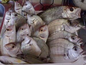 Pesce