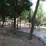 Il bosco