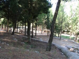 Il bosco
