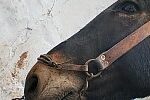 Cavallo al capestro