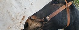 Cavallo al capestro