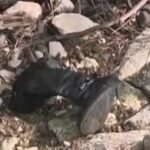 La scarpa di Claudia