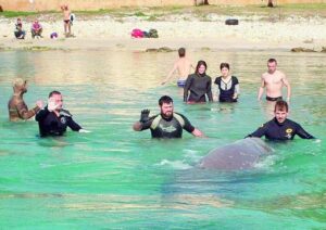 Le balenotte spiaggiate