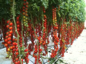 Nasce nuova varietà di ciliegino il Marghol F1