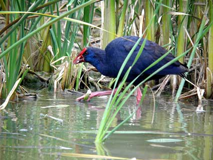 Dietrofront, autorizzata la caccia ai pantani Longarini