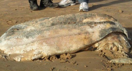 Trovato un calamaro gigante